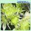 Shinning Green Fresh Flowers Fresh Cut Daisy With Wholesale Price