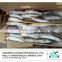 Wholesale Frozen sardine price