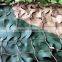 Blind Material Fungi resistance Oxford Fabric Jungle military Digital sun shade camo