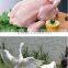 Industry animal with high plucking rate wild duck poultry hair removal machine