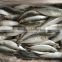 Dongguan Beinuo sardine frozen sagax from China famous supplier