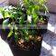 Low cost and top quality non-woven planter grow pot for strawberry and nursery