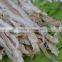 Frozen Dried Bule Whiting Fillet delicious