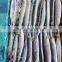 Good Quality Frozen Pacific Saury whole round