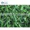 Sinocharm  5-7 mm BRC-A approved IQF  Green Pepper Strips Frozen Green Pepper