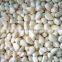 Sinocharm Frozen vegetable  BRC-A approved IQF Garlic Whole Frozen Garlic