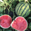 100pcs Hybrid f1 High Sweetness Red Seedless Watermelon Seeds for Sale