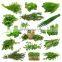 Factory Genyond plant & herbal Ultrasonic solvent countercurrent cycle extractor machine extraction equipment
