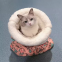 Meow Love Large Cat Nest Washable Winter Sleeping Bag with Breathable Feature for Small Animals Made of Foam Felt and PP Material