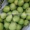 2016 new crops Shandong Pear