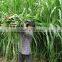 2016 Newest Forage Grass Seeds Gaodan Grass Seeds Sorghum sudan grass seeds For Growing