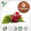 Manufacturer Supply Raspberry Fruit Extract Powder