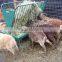 livestock with hot dip galvanized round or oval Cattle feeder for sale