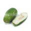 Green Papaya Exporters