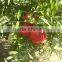 FRESH WONDERFUL POMEGRANATE