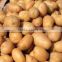 Wholesale Fresh Holland Potato with High Quality