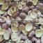 SUPPLIER OF SPLIT LOTUS SEED HIGH QUALITY FROM VIETNAM