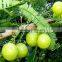 High quality Amla Extract