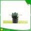 Wholesale Natural Artificial Plastic Cactus Plant