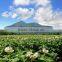 Niseko real estate , property , land in Japan for sale , resort land