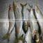 sea frozen best price light catching sardina for market