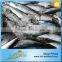 King Marine Whole Round Frozen Mackerel Fish