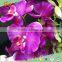 Artificial Orchids indoor plant for decorated