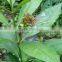 Rauwolfia Serpentine