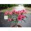 Sell : Adenium Obesum ( Desert rose)