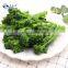 Sinocharm New Product IQF Vegetable L 7-16cm DIA 2-6cm Bulk Frozen Broccolini