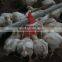 Top Quality Automatic Poultry Farm Equipment for Broiler