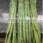 Fresh Organic Fresh Drumstick Vegetable from India