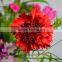 Multiple Colors Fresh Cut Carnation Flower For Flower Arrangement Red Carnation Flowers