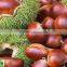 edible chestnuts