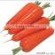 fresh Carrot shandong crop in 10kg carton
