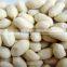 Roasted Salted Blanched Peanuts