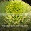 Hybrid F1 American pigment marigold seeds