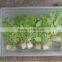 perlite hydroponics