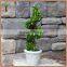 potted spiral preserved boxwood plant