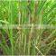 Thifluzamide enhance the efficacy and make the fog drop spread better and Improve crop quality and yield