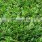 Asiatica leaf/wholesale centella asiatica from Vietnam