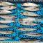 Hot sale IQF frozen pacific mackerel fish for bait
