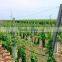 Factory supply design vineyard vertical line posts