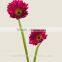 Diversified in packaging newest gerbera flower rainbow gerbera daisy flower with 20stems/bundle from Yunnan, China