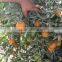 Egyptian Citrus fruits exporters, Mandarin Orange type