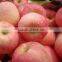 sell Fresh Apple fruit of high quality and good price