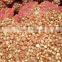class A egyptian onions