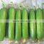High disease to resistance Hybrid fruit cucumber seeds for growing-Aimee