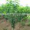Cherry seedling