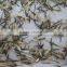 Tagetes patula flower seeds